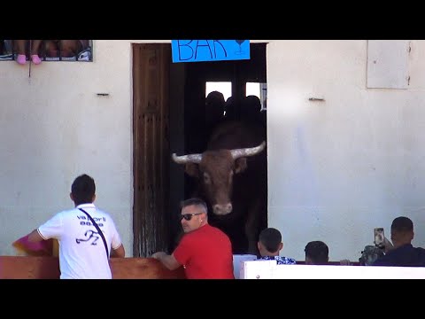 El Toro Bravo Entra en el Bar Peñafiel 2022
