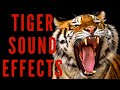 TIGER SOUND EFFECTS - Tiger Roar and Growl
