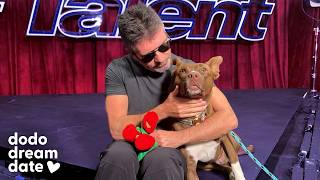 Simon Cowell Takes A Rescue Pittie Around the Set Of America’s Got Talent | The Dodo