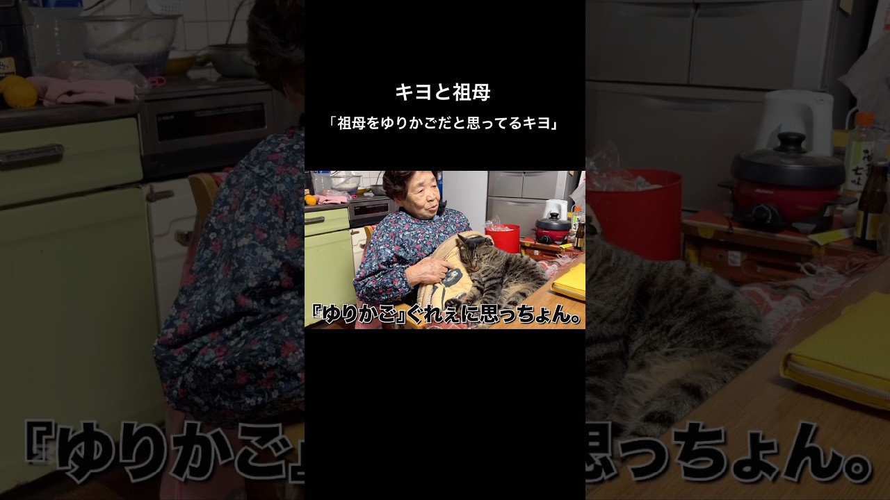 絶対に降りない猫、キヨ。