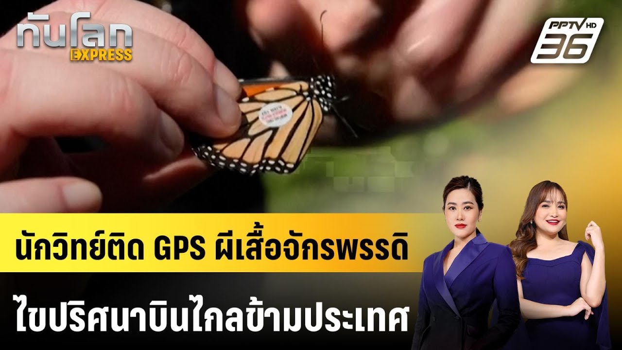 นักวิทย์ติด GPS ผีเสื้อจักรพรรดิ ไขปริศนาบินไกลข้า?