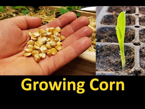 Growing Corn - Part 1 Planting and Germinating