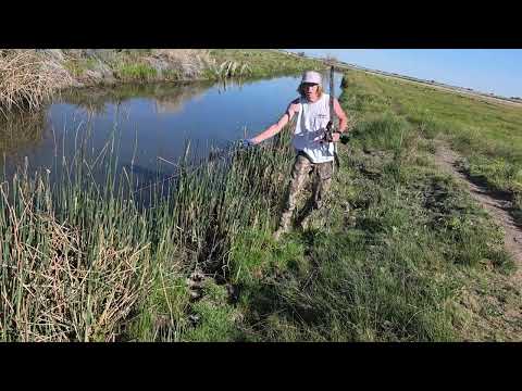 Bowfishing Nevada  #Bowfishing #nevada #englishbulldog 