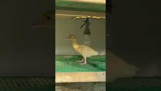 Download lagu Dari telur sampai jadi dewasa #entok #peternaksejahtera #duck mp3