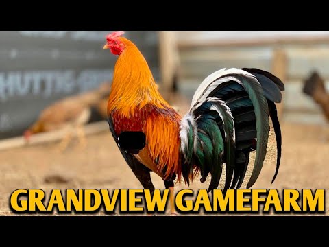 Sweater Yellow Leg Hatch Kelso - GRANDVIEW FARM