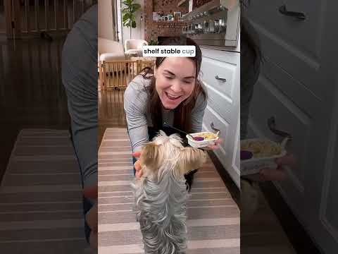 Easy, Everyday Wellness for Your Dog with Broth-Licious 🐾🥣