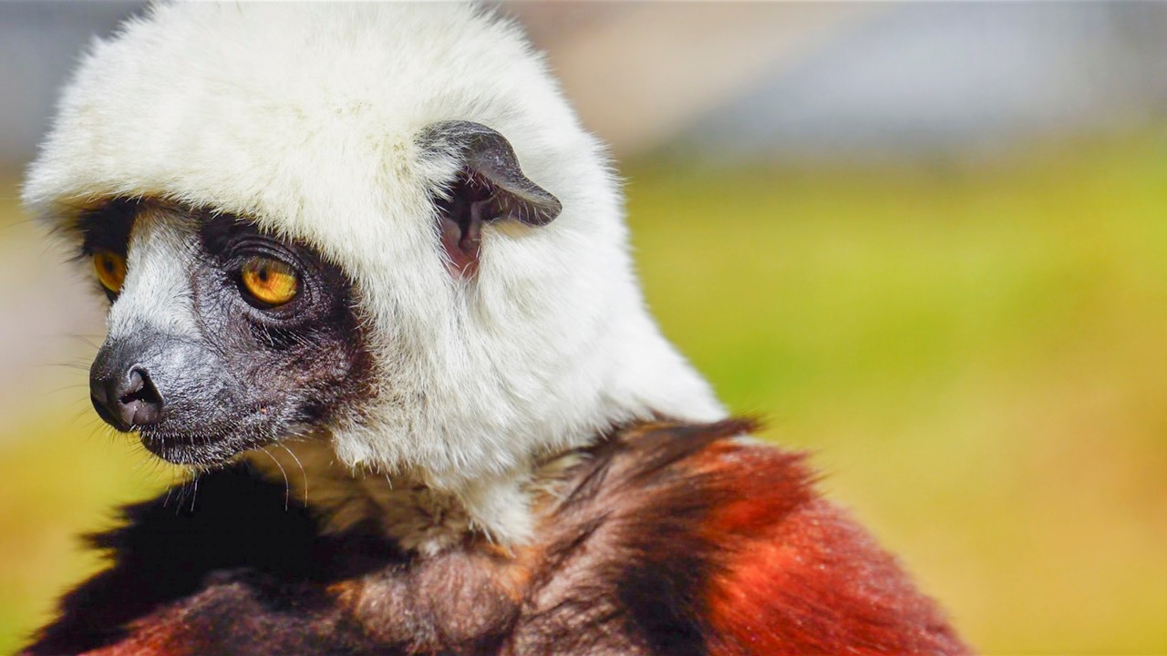 Beyond the Spotlight - Unveiling the Flaws of Modern Conservation