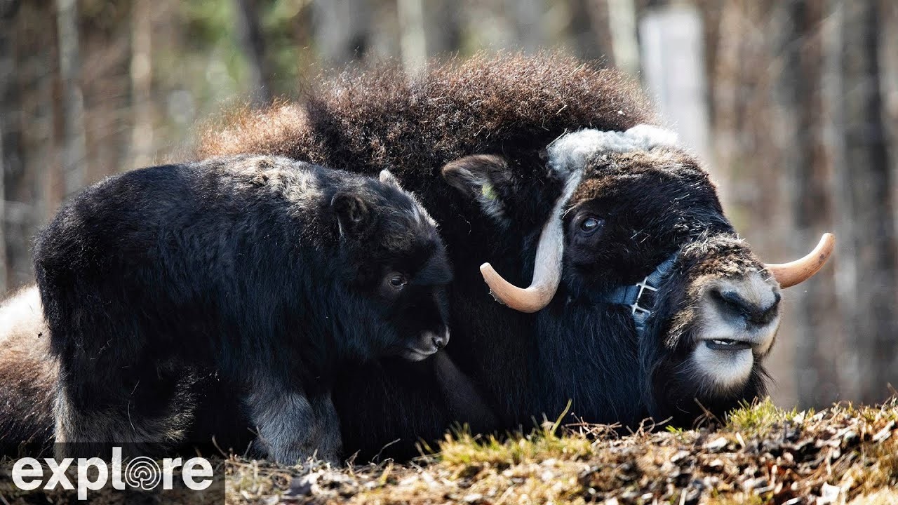 LIVE Muskox Cam: UAF Large Animal Research Station – Alaska | explore.org
