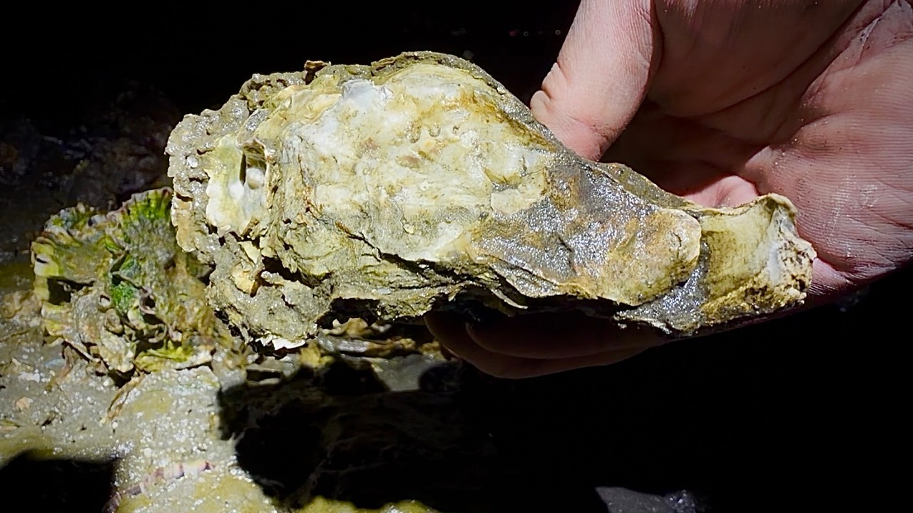 東京湾を埋め尽くす野生の牡蠣を食べてみた