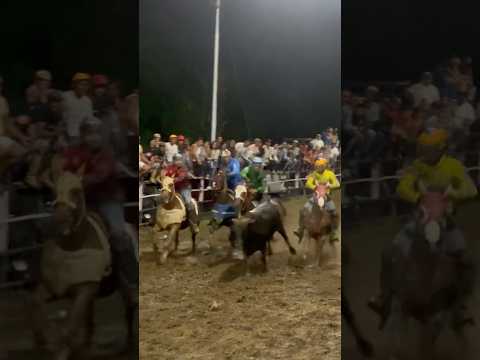 Disfrutando de los toros coleados en las fiestas patronales de Yumare- municipio Manuel Monge.