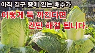 아직 결구 중에 있는 배추가 이렇게 아랫잎이 쳐지고 톡 까진다면 간단히 해결됩니다.(배추 재배, 배추 결구,…