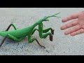 GIGANTIC PRAYING MANTIS!