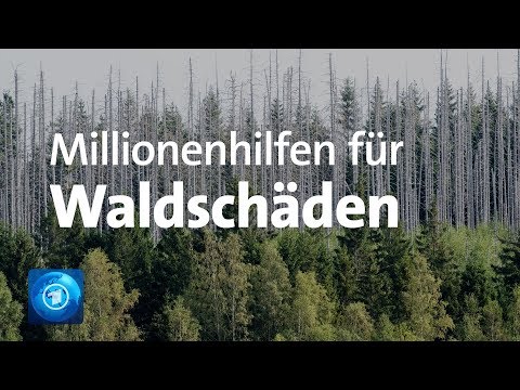 Millionenhilfen für geschädifgten Wald