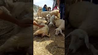 preview picture of video 'Trại Cừu Tây Ninh'