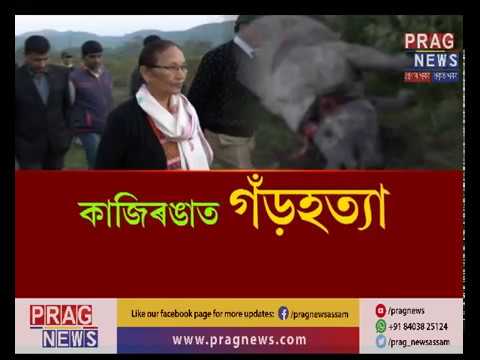 Yet again Rhino poaching | Rhino killed with horn missing | Ex Assam forest Min. At spot