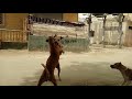 Dogs Fight Gang War Extreme Real