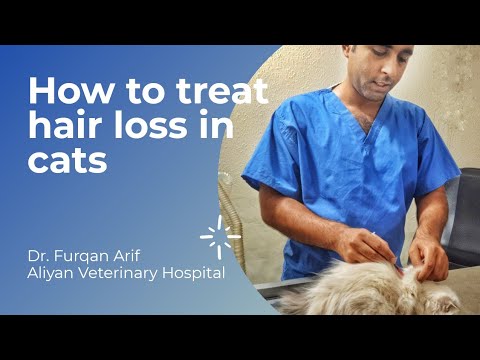 Reasons of hair loss in cats | Dr. Furqan Arif | Pets and wildlife tips