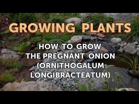 How to Nurse a Dying Ivy Plant Back to Life