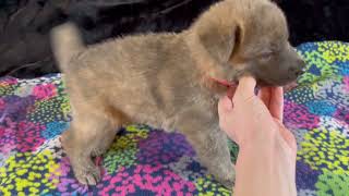 Video preview image #1 German Shepherd Dog Puppy For Sale in PIEDMONT, MO, USA