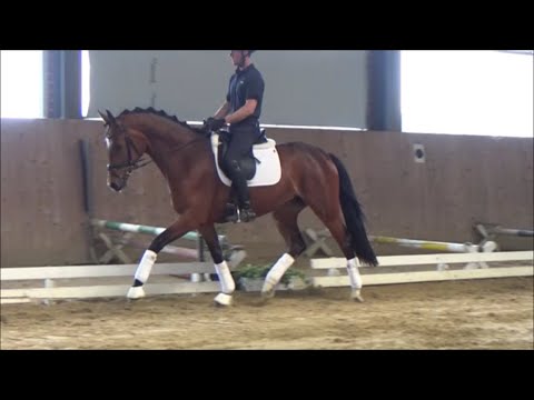 3j. Stute v. Escamillo... seit 6 Wochen geritten. www.stöcker-verkaufspferde.de