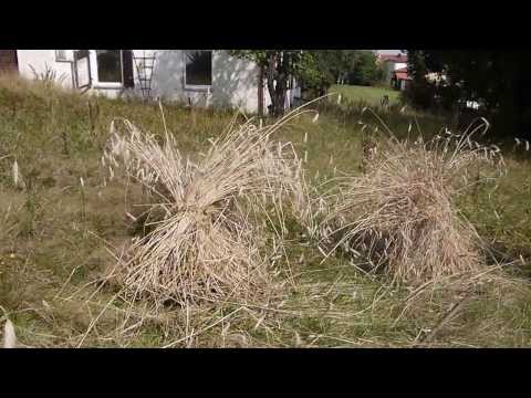 Roggenfeld - Ernte mit Sense - wie früher - Teil1