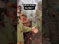Will You Do This Job For 3k Hornets Bee Buzzybee Bees