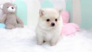 ハーフ犬の動画01