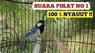 Download lagu suara pikat  gelatik wingko Pikat nomor 1 dijamin langsung nyauut !! mp3