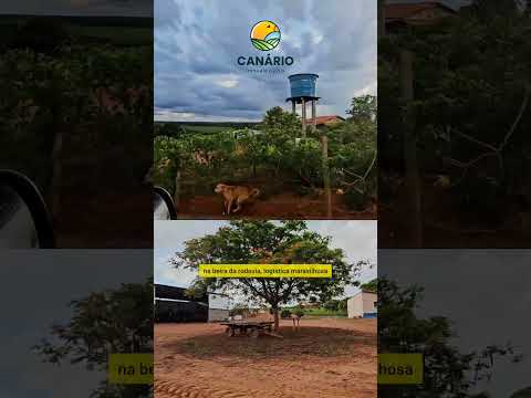 Filé de Prata/MG #fazendaavenda #triangulomineiro #agro #agricultura #pecuaria #investimento #shorts