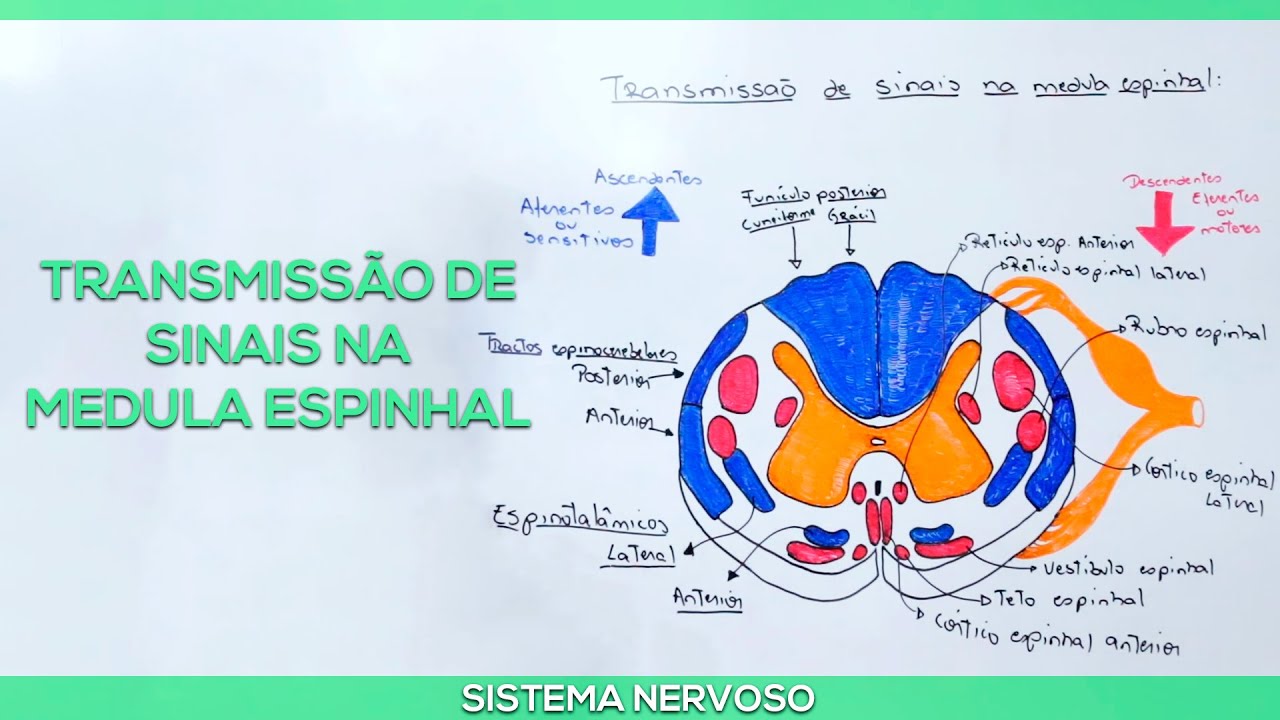 Medula espinhal e principais vias aferentes e eferentes