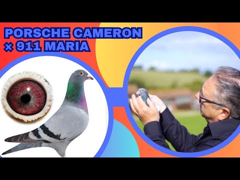 One Of The Best Racing Pigeon Bloodline The Porsche 911 For Sale In Pipa Pigeons Paradise Auction