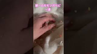 #癒し #sugarglider #可愛い #かわいい #フクモモベビー #フクロモモンガ #エゾモモンガ #cute #エキゾチックアニマル #北海道#札幌市