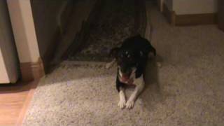 preview picture of video 'Rat Terrier vocal for her ball'