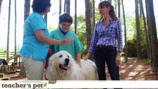 Results of Positive Training | Teacher's Pet With Victoria Stilwell