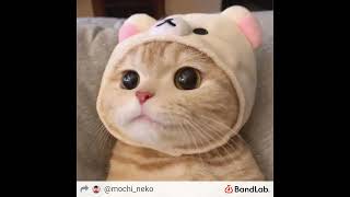 Cover art for Mochis stupid song