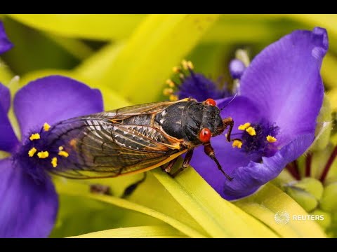 America awaits chorus of huge, 17-year cicada hatch