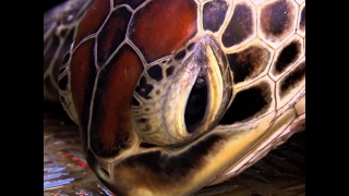 What's up with Australia's turtles?