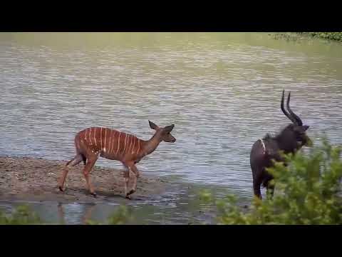 Djuma: Impala ram, Waterbuck bull and Nyalas - 13:31 - 01/21/2023