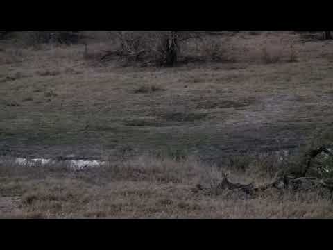 Djuma: Blacksmith Lapwing parent and three chicks at dusk - 18:07 - 09/08/2022