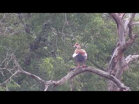 Djuma: Three Egyptian Geese fussing - 11:41 - 05/14/2023