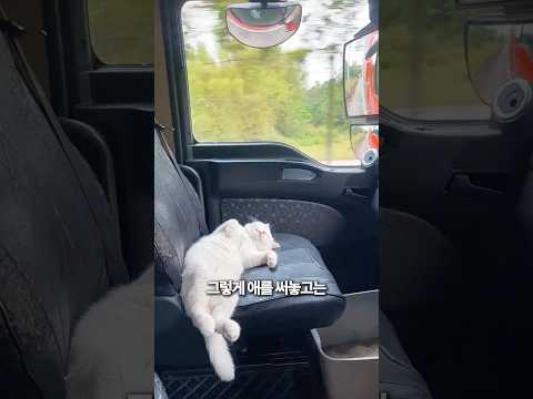 그들은 어디든 그를 따라가요 👀