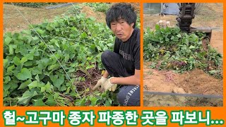 헐~고구마 종자 파종한곳을 파보니... 귀농귀촌 전원일기 주말농장 텃밭