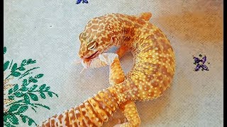Ссылка