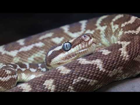 pei padam tamil | Ultimate Animal Showdown: Wild Beasts Go CRAZY in Jaw-Dropping Spectacle #animal