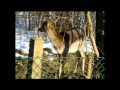 Ohhh Deer !!! Cavatina by The Royal Philharmonic Orchestra