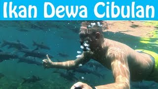 Download lagu Pemandian Cibulan Ikan Dewa mp3