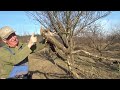 Haven T Pruned A Tree In Years Aged Stanley Plum