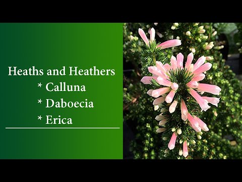 image-Is Erica a type of heather?