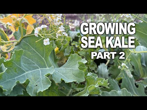 Growing Sea Kale - Part 2