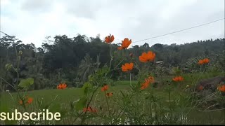 Download lagu GEISHA PULL ALLBUM PILIHAN mp3 Download lagu GEISHA PULL ALLBUM PILIHAN mp3